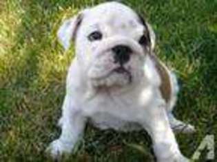 Bulldog Puppy for sale in RIVERTON, UT, USA