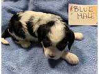 Cavalier King Charles Spaniel Puppy for sale in Woodbridge, VA, USA