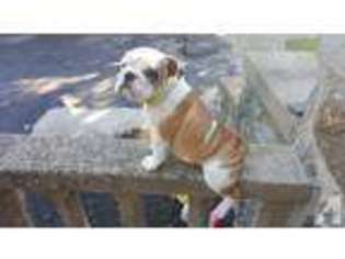 Bulldog Puppy for sale in ELKINS PARK, PA, USA