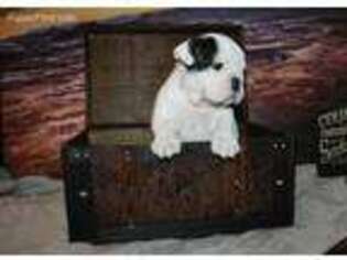 Bulldog Puppy for sale in Sevierville, TN, USA
