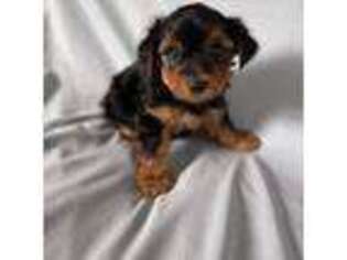Yorkshire Terrier Puppy for sale in Cameron, NC, USA