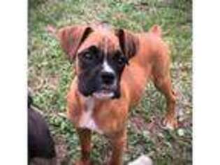 Boxer Puppy for sale in Pensacola, FL, USA