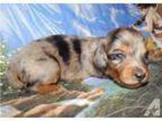 Dachshund Puppy for sale in DILLINER, PA, USA