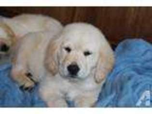 Golden Retriever Puppy for sale in TALLAHASSEE, FL, USA