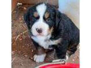 Bernese Mountain Dog Puppy for sale in West Union, OH, USA
