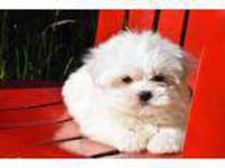 Maltese Puppy for sale in Bellingham, WA, USA