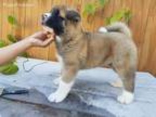 Akita Puppy for sale in Destin, FL, USA