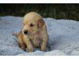 Golden Retriever Puppy for sale in Jasper, MO, USA