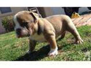 Olde English Bulldogge Puppy for sale in EL PASO, TX, USA