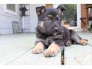 German Shepherd Dog Puppy for sale in NORDHEIM, TX, USA