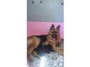 German Shepherd Dog Puppy for sale in STRUTHERS, OH, USA