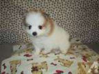 Pomeranian Puppy for sale in MOORESVILLE, IN, USA