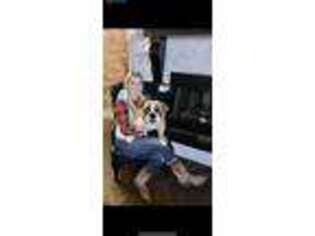 Bulldog Puppy for sale in Polkton, NC, USA