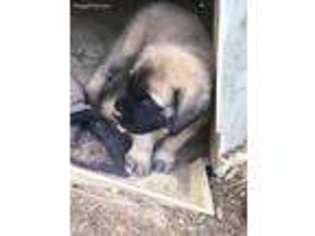 Mastiff Puppy for sale in Pelion, SC, USA