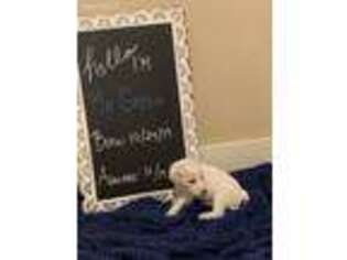 Goldendoodle Puppy for sale in Willis, TX, USA
