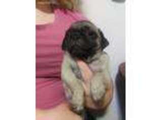 Pug Puppy for sale in Lexington, NC, USA