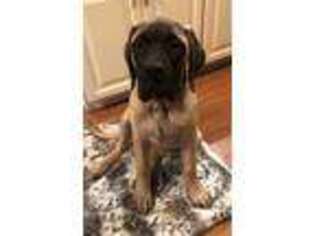 Mastiff Puppy for sale in Leesburg, IN, USA