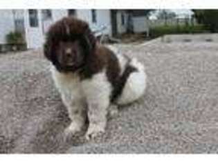 Newfoundland Puppy for sale in Sullivan, IL, USA