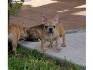 French Bulldog Puppy for sale in New Braunfels, TX, USA