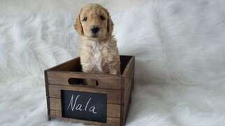 Labradoodle Puppy for sale in Iowa City, IA, USA
