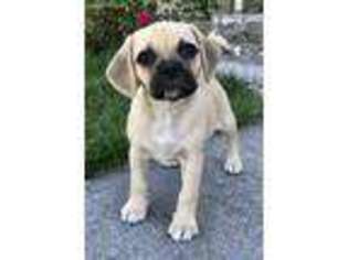 Puggle Puppy for sale in Moses Lake, WA, USA