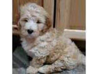 Labradoodle Puppy for sale in Springville, UT, USA