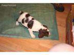 Brittany Puppy for sale in Coldwater, MI, USA