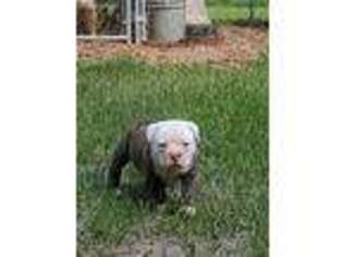 Olde English Bulldogge Puppy for sale in Kevil, KY, USA