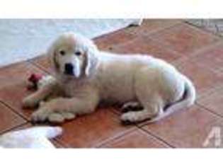 Mutt Puppy for sale in SANTEE, CA, USA