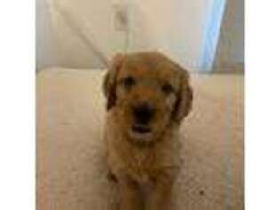 Goldendoodle Puppy for sale in Mililani, HI, USA