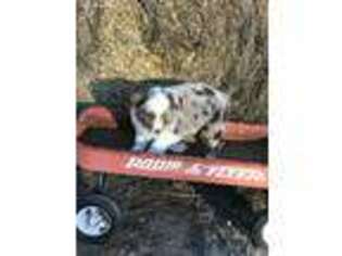 Miniature Australian Shepherd Puppy for sale in Tecumseh, OK, USA