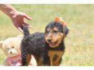 Airedale Terrier Puppy for sale in Red Level, AL, USA