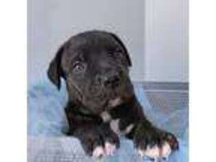 Cane Corso Puppy for sale in Lobelville, TN, USA