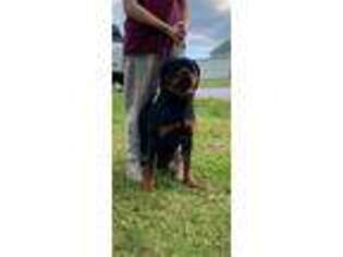 Rottweiler Puppy for sale in Harrodsburg, KY, USA
