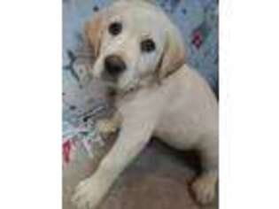 Labrador Retriever Puppy for sale in Hancock, MD, USA