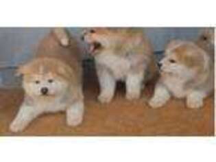 Akita Puppy for sale in Hollidaysburg, PA, USA
