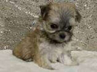 Mutt Puppy for sale in Buckhead, GA, USA