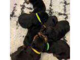 Rottweiler Puppy for sale in Stockton, CA, USA