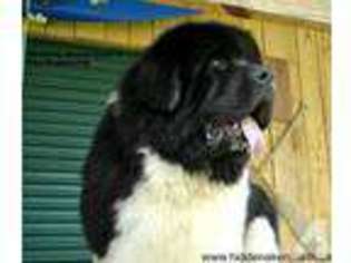 Newfoundland Puppy for sale in LAMAR, IN, USA