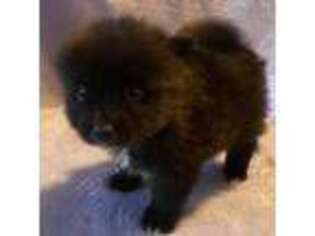 Pomeranian Puppy for sale in Eden, MD, USA
