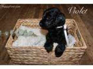 Labradoodle Puppy for sale in Viola, ID, USA