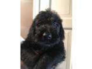 Labradoodle Puppy for sale in Franklinville, NJ, USA