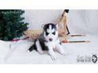 Siberian Husky Puppy for sale in La Valle, WI, USA