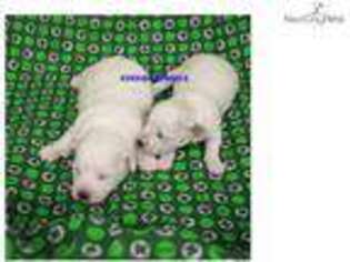Bichon Frise Puppy for sale in Sioux City, IA, USA