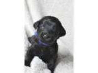 Labradoodle Puppy for sale in Palmetto, FL, USA