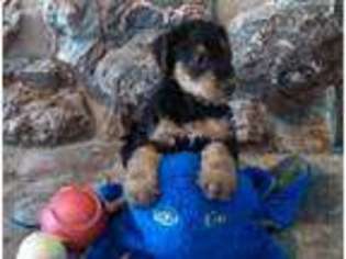 Airedale Terrier Puppy for sale in Osage Beach, MO, USA