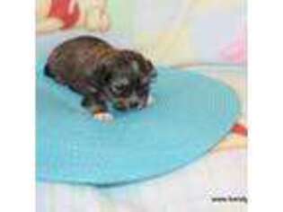 Shorkie Tzu Puppy for sale in Maitland, MO, USA