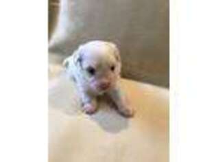 Havanese Puppy for sale in Midlothian, VA, USA
