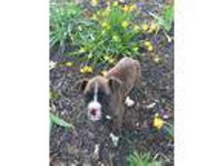 Boxer Puppy for sale in Leitchfield, KY, USA