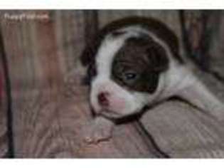 Boston Terrier Puppy for sale in Dinwiddie, VA, USA